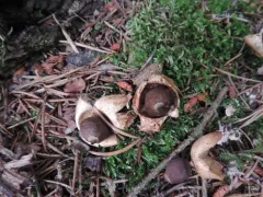 Four-rayed Earthstar thumbnail 3