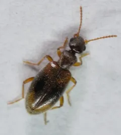 Anthicus ephippium thumbnail 3