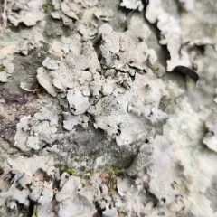 Muhlenberg's stippleback lichen thumbnail 4