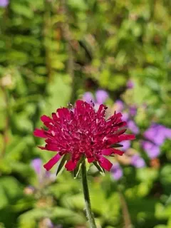 Macedonian scabious thumbnail 2