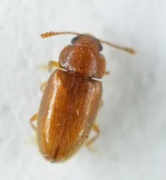 Cryptophilus integer thumbnail 2