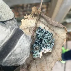 Hoary Rosette Lichen thumbnail 4