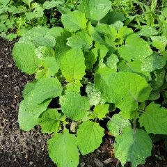 Strawberry Groundcherry thumbnail 4