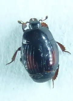 Margarinotus purpurascens thumbnail 4
