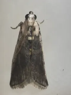 Kearfott's Acrobasis Moth thumbnail 2