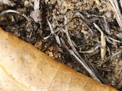 Northern Crazy Ant thumbnail 3