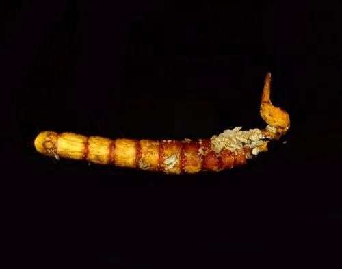 Ophiocordyceps variabilis