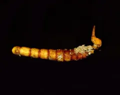 Ophiocordyceps variabilis thumbnail 1