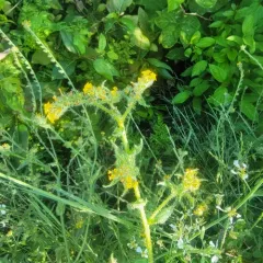 Common Fiddleneck thumbnail 3