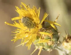 Yellow Starthistle Flower Weevil thumbnail 1
