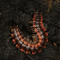 Canadian Flat-back Millipede thumbnail 3