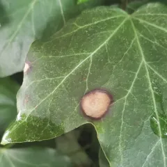 Boeremia hedericola thumbnail 2