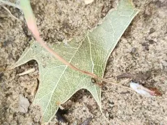 Formica vinculans thumbnail 3