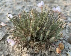 Starveling Milkvetch thumbnail 2