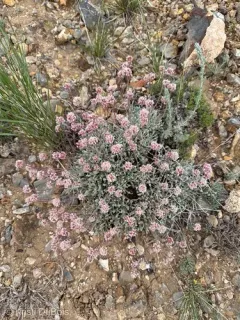Railroad Canyon Wild Buckwheat thumbnail 2