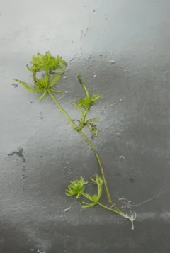 Nitella clavata thumbnail 2
