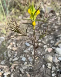 Tolmie's Owl's-clover thumbnail 1