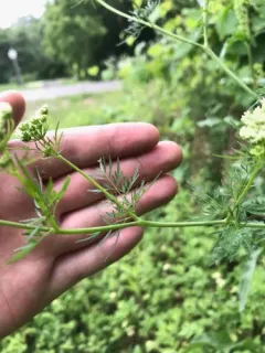 Parsnip Chervil thumbnail 2