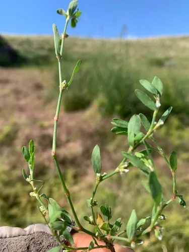 Small's Knotweed