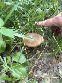 Cyanoboletus cyaneitinctus thumbnail 2