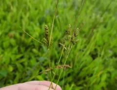 fuzzy wuzzy sedge thumbnail 2