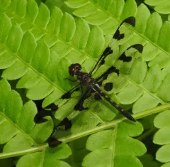 Banded Pennant thumbnail 2
