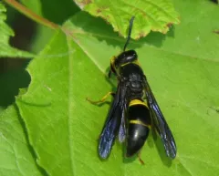 Spinola's Mason Wasp thumbnail 2