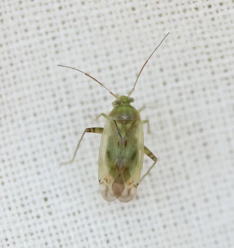Broken-backed Bug