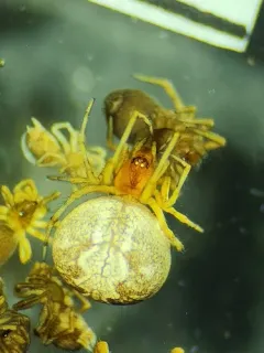 Different Cobweb Spider thumbnail 2