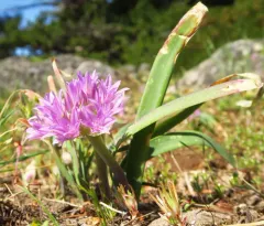 Siskiyou onion thumbnail 2