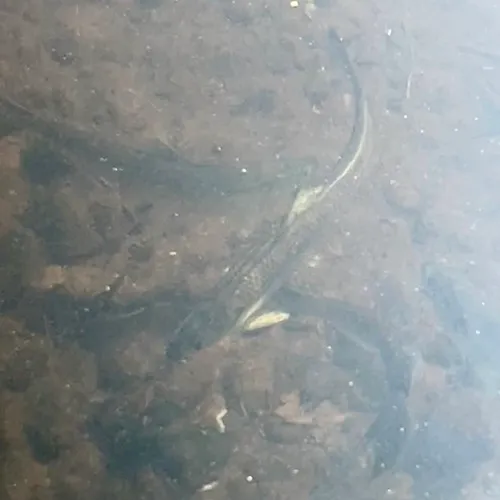 Alewife
