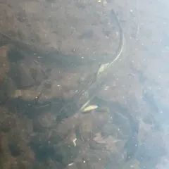 Alewife