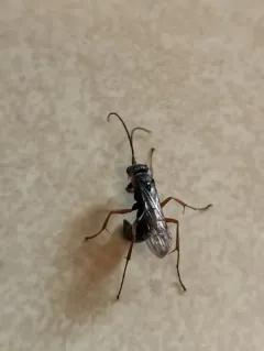 Auplopus mellipes thumbnail 3