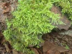 Pleated Foxtail Moss thumbnail 2