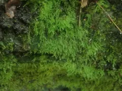 Bryhnia Moss thumbnail 1