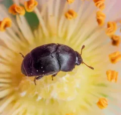 Toadflax Flower Beetle thumbnail 4