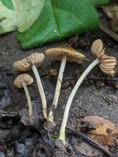 Entoloma flavoviride thumbnail 1