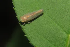 Chlorotettix lusorius thumbnail 3