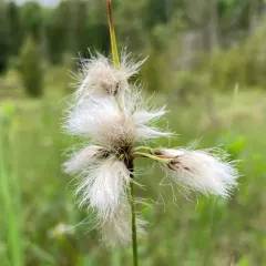 green-keeled cottongrass thumbnail 2