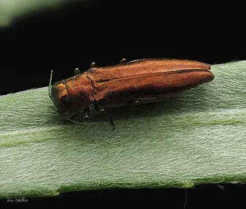 Willow Gall Limb Borer