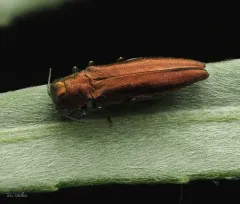 Willow Gall Limb Borer thumbnail 1