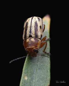 Say's Two-striped Pachy thumbnail 2