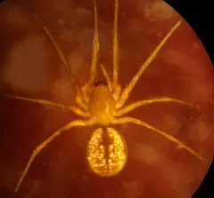 Agnyphantes arboreus thumbnail 2