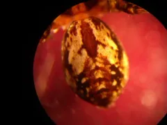 Rhysodromus alascensis thumbnail 3