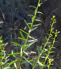 western rayless fleabane thumbnail 2