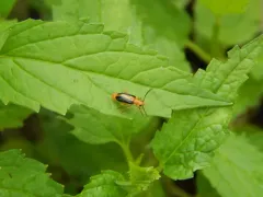 Phyllobrotica limbata thumbnail 4
