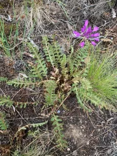 Dwarf Lousewort thumbnail 2