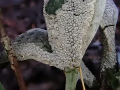 Diderma spumarioides thumbnail 2