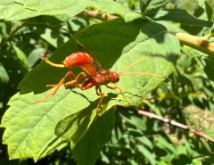 Labena tinctipennis thumbnail 3