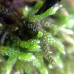 spoon-leaved moss thumbnail 2